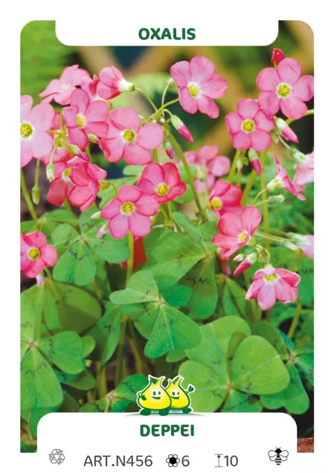 Oxalis deppei