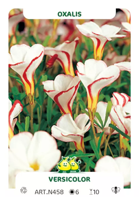 Oxalis versicolor