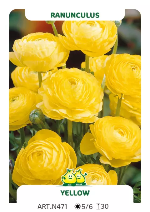 Ranunculus ranonkels 'Geel'
