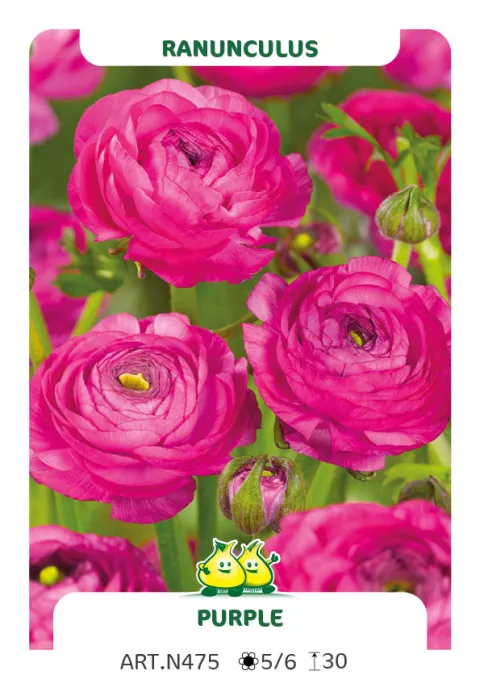 Ranunculus ranonkels 'Paars'