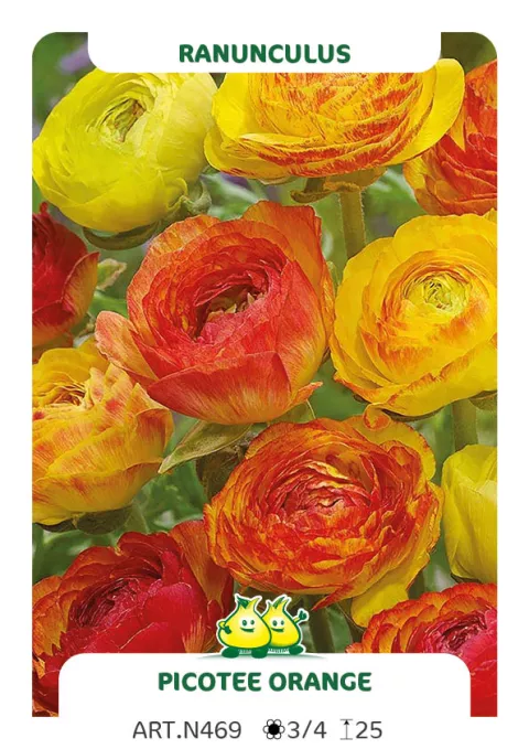 Ranunculus ranonkels 'Picotee Orange'