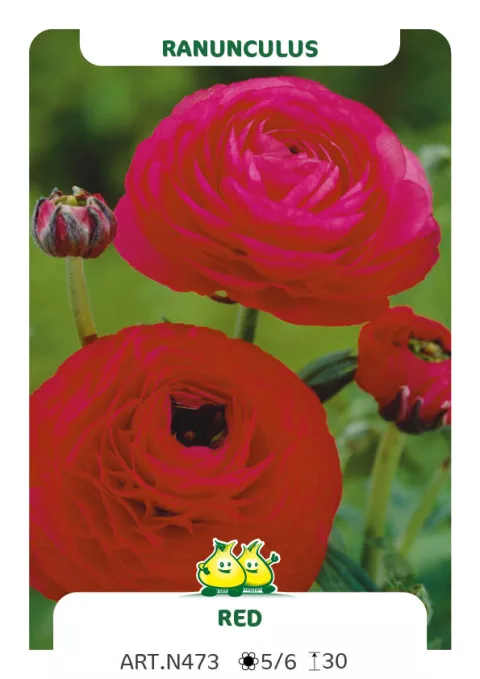 Ranunculus ranonkels 'Rood'