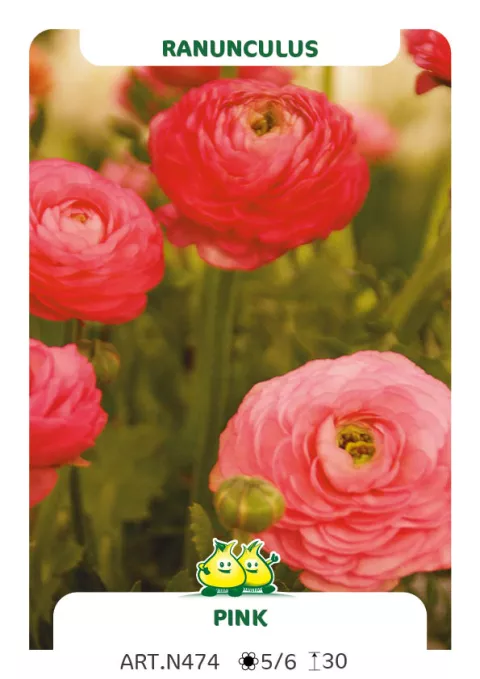 Ranunculus ranonkels 'Roze'