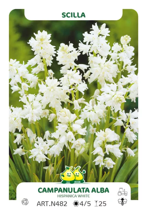 Scilla campanulata 'Alba' Scilla campanulata 'Alba'