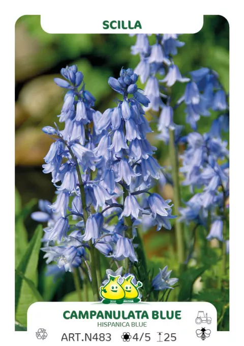 Scilla campanulata 'Blue' Scilla campanulata 'Blue'