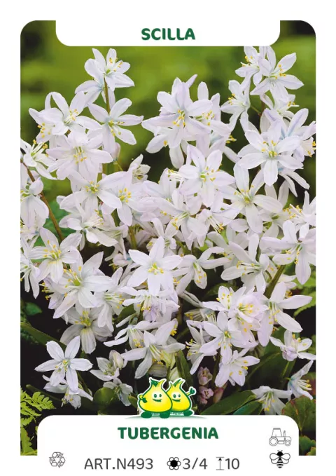 Scilla tubergeniana (mischtschenkoana) Scilla tubergeniana (mischtschenkoana)
