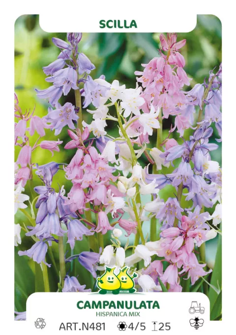Scilla campanulata 'Mix' Scilla campanulata 'Mix'