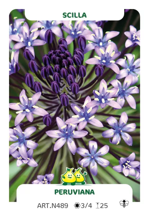 Scilla peruviana