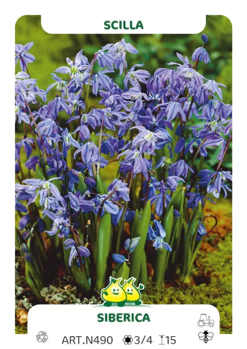 Scilla sibirica Scilla sibirica