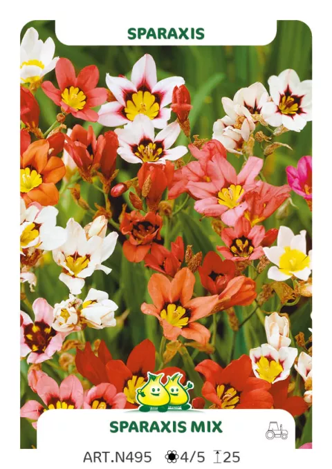 Sparaxis 'Mix'