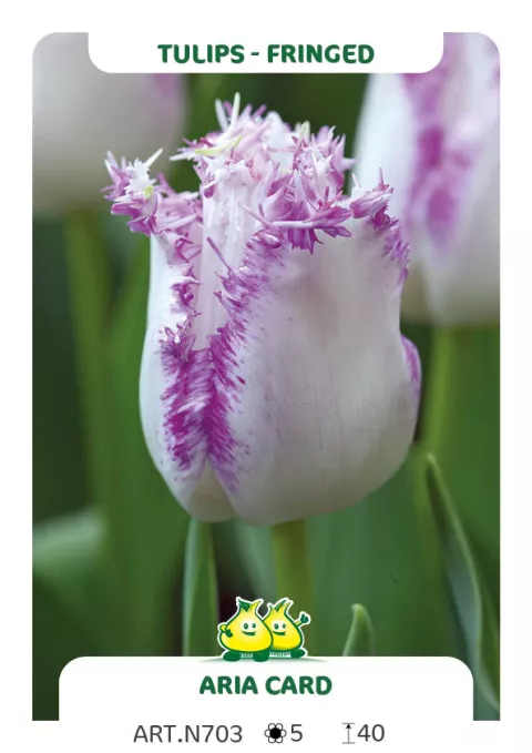 Tulipa franjer 'Aria Card'