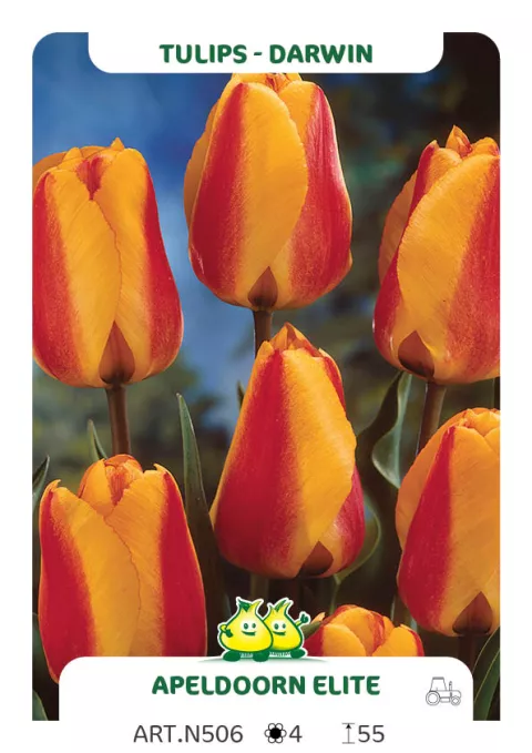 Tulipa Darwin hybr. 'Apeldoorn Elite' Tulipa Darwin hybr. 'Apeldoorn Elite'