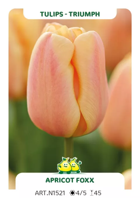 Tulipa triumph 'Apricot Foxx'