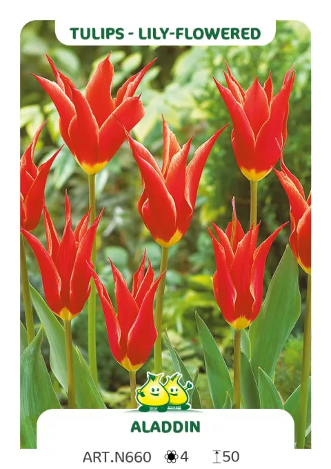 Tulipa liliflorum 'Aladdin'