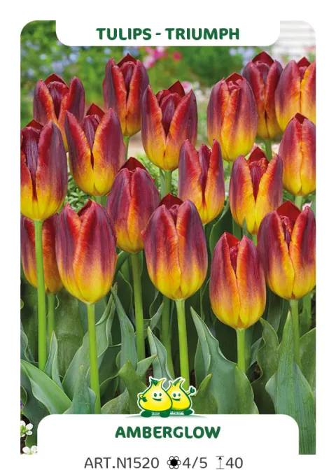 Tulipa triumph 'Amberglow'