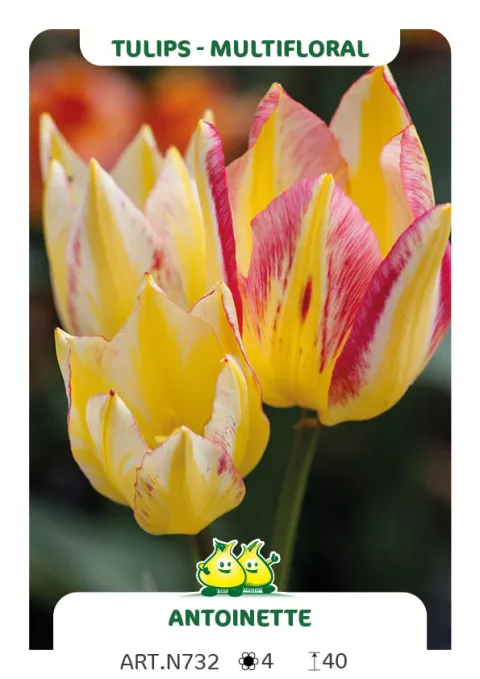 Tulipa multi 'Antoinette'