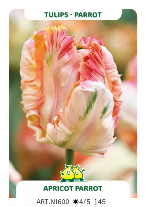 Tulipa parkiet 'Apricot Parrot'