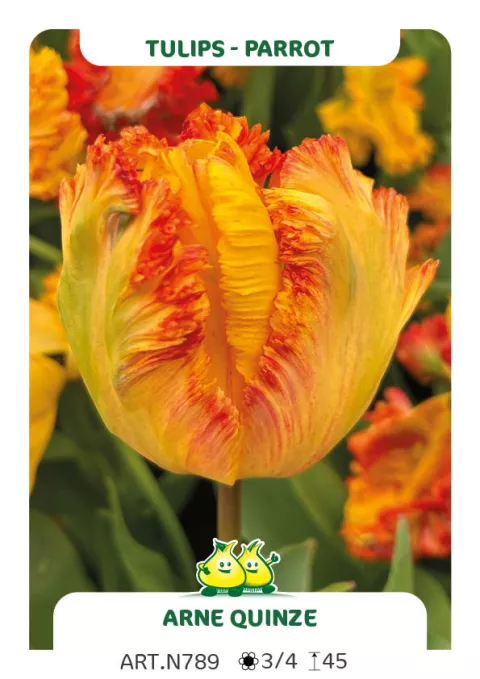 Tulipa parkiet 'Arne Quinze'