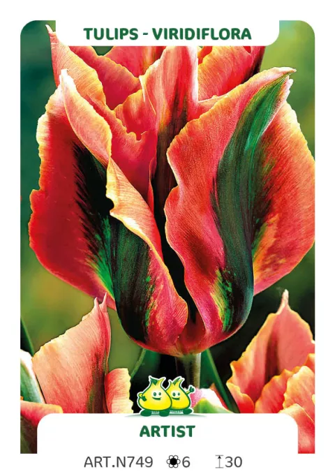 Tulipa viridiflora 'Artist'