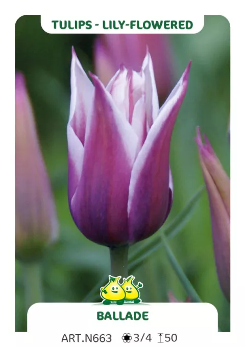 Tulipa liliflorum 'Balade'
