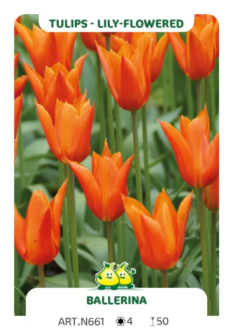 Tulipa liliflorum 'Ballerina'