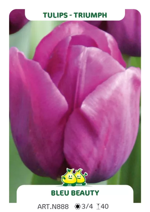 Tulipa triumph 'Blue Beauty'