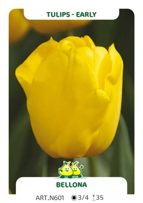 Tulipa (EV) 'Bellona'
