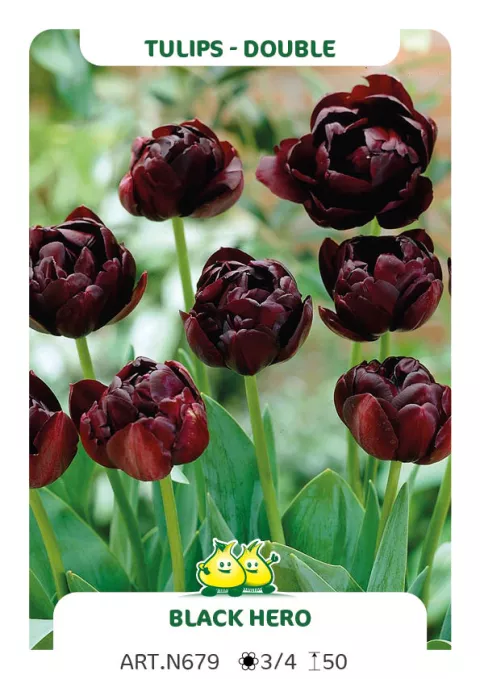 Tulipa dubbel 'Black Hero'