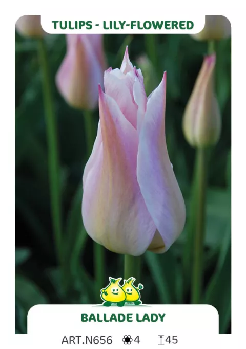 Tulipa liliflorum 'Ballade Lady'