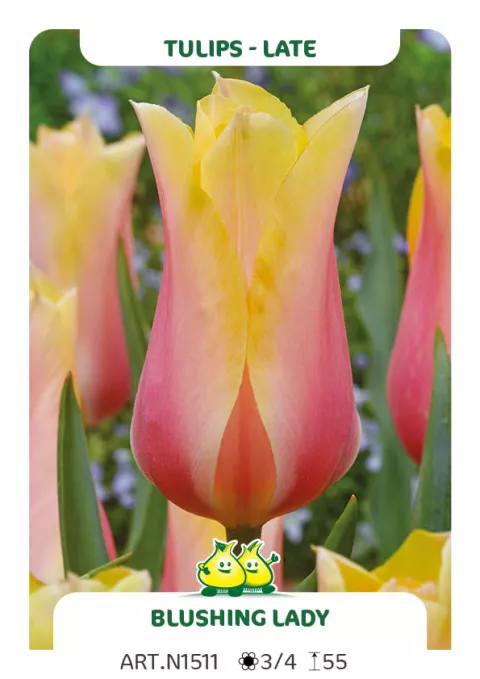 Tulipa triumph 'Blushing Lady'