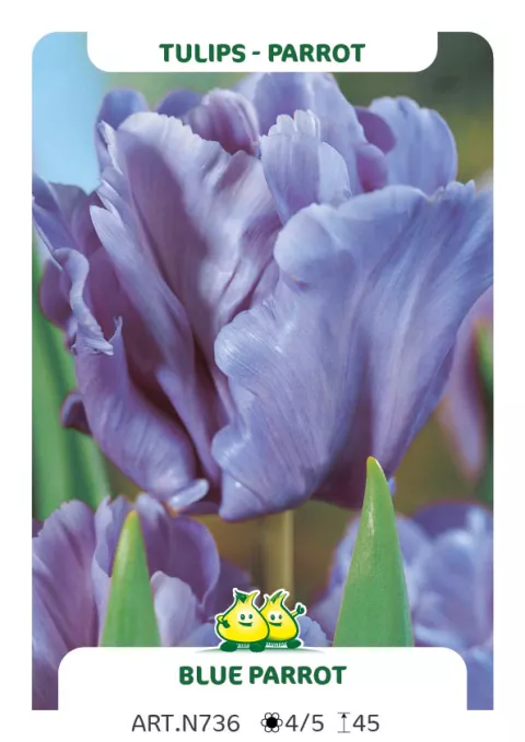 Tulipa parkiet 'Blue Parrot'