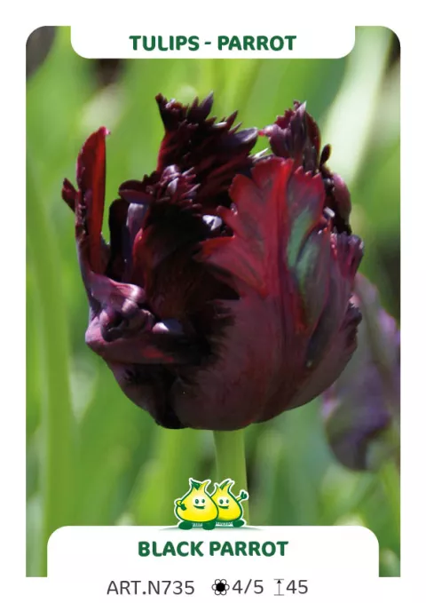 Tulipa parkiet 'Black Parrot'
