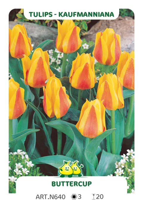 Tulipa kaufmanniana 'Buttercup'