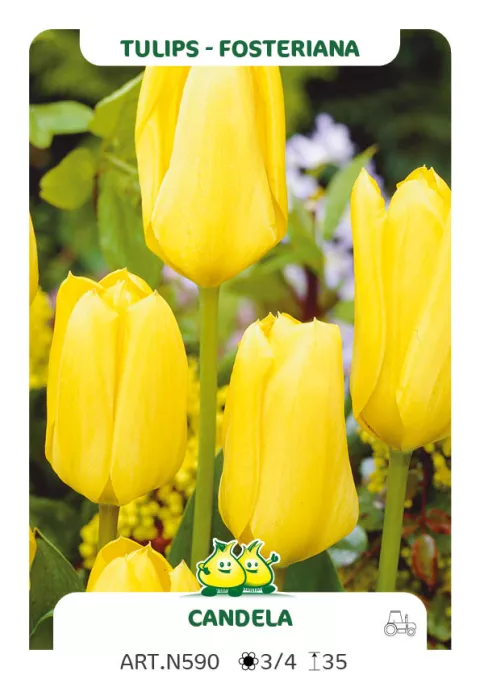 Tulipa fosteriana 'Candela'