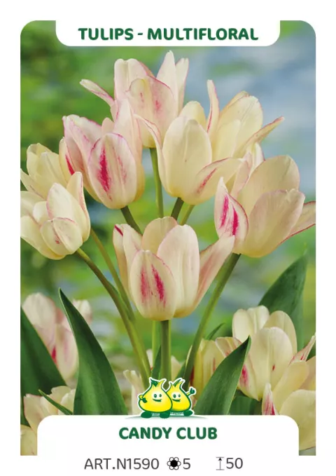 Tulipa multi 'Candy Club'