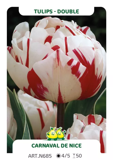 Tulipa dubbel 'Carnaval de Nice'