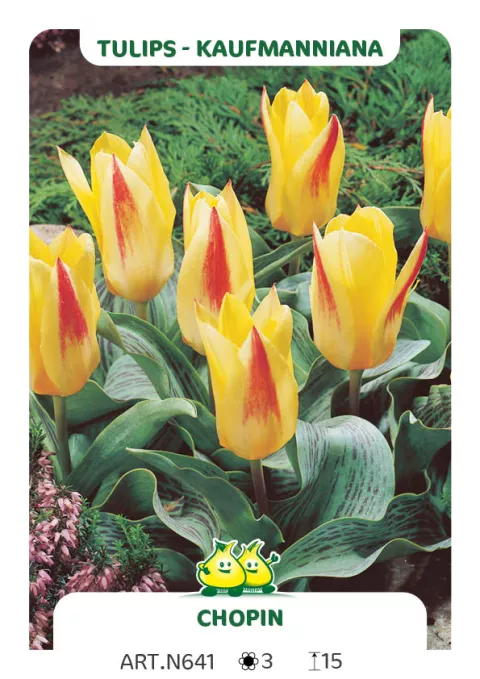 Tulipa kaufmanniana 'Chopin'