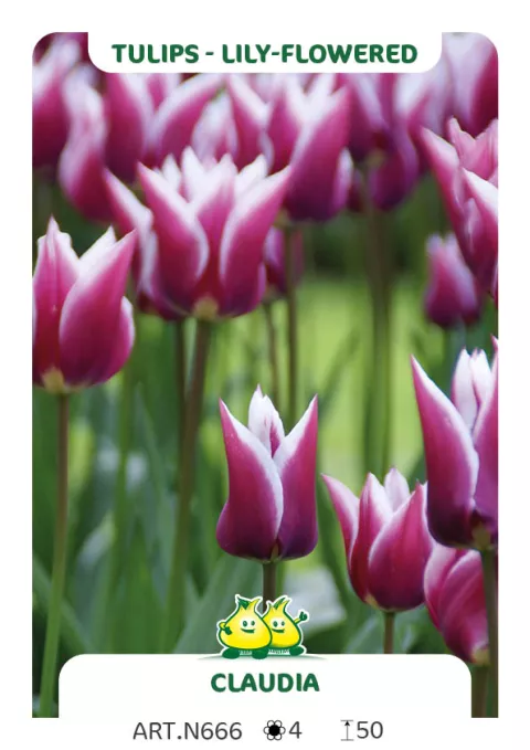 Tulipa liliflorum 'Claudia'