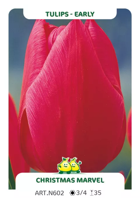 Tulipa (EV) 'Christmas Marvel'