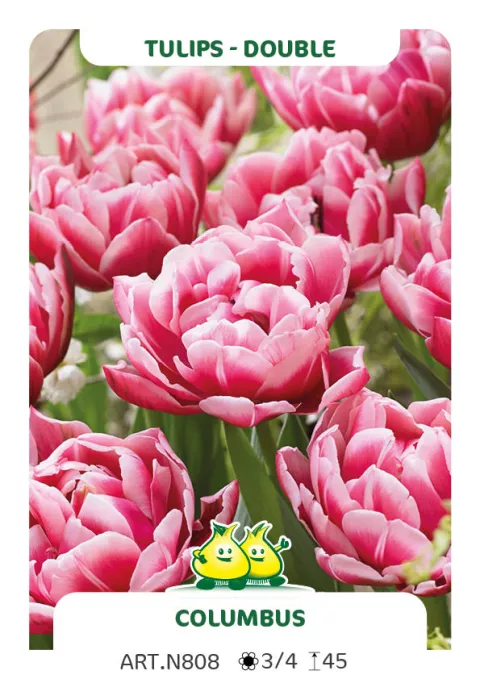 Tulipa dubbel 'Colombus'