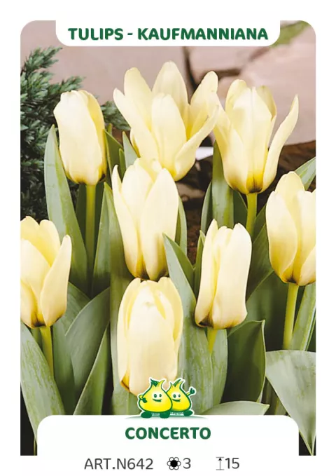 Tulipa kaufmanniana 'Concerto'
