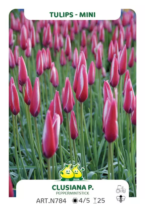 Tulipa mini 'Clusiana Peppermintstick'