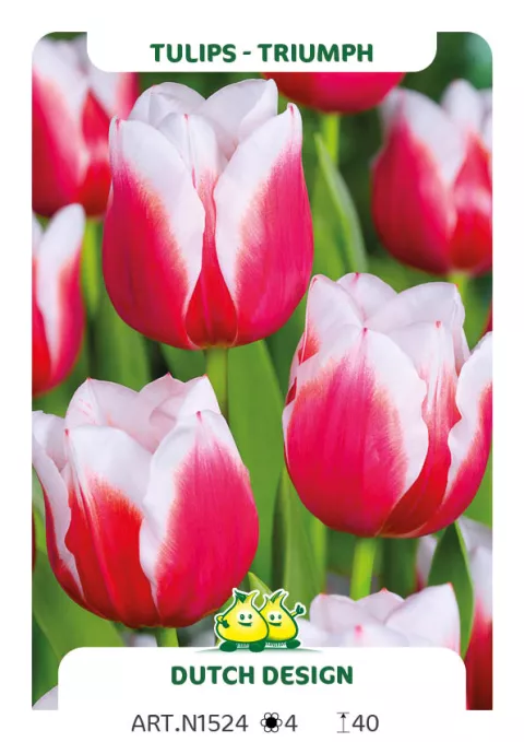 Tulipa triumph 'Dutch Design'