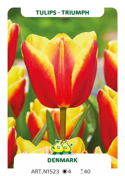 Tulipa triumph 'Denmark'