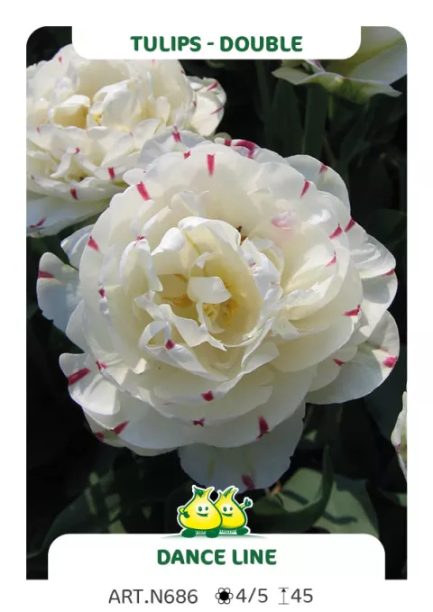 Tulipa dubbel 'Dance Line'