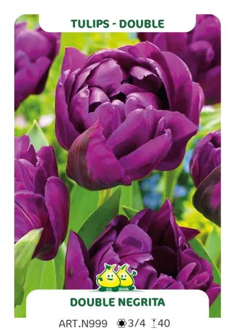 Tulipa dubbel 'Double Negrita'