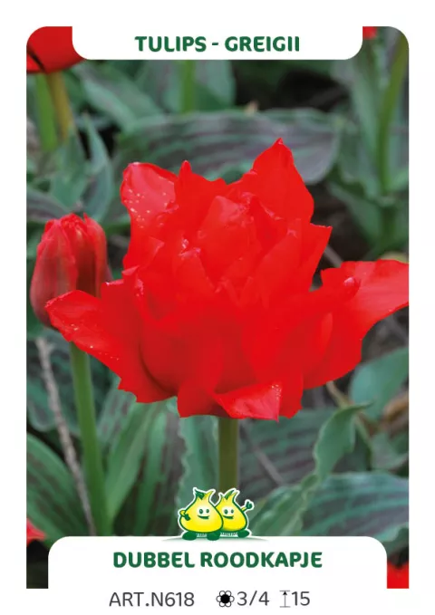 Tulipa greigii 'Dubbel Roodkapje'