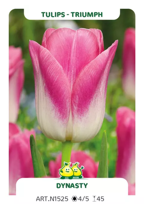 Tulipa triumph 'Dynasty'