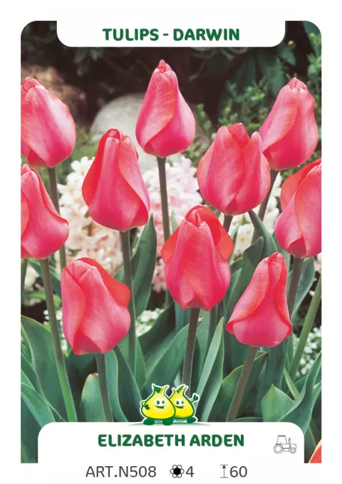 Tulipa Darwin hybr. 'Elzabeth Arden' Tulipa Darwin hybr. 'Elzabeth Arden'