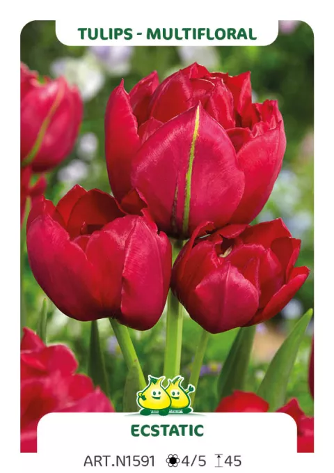 Tulipa multi 'Ecstatic'